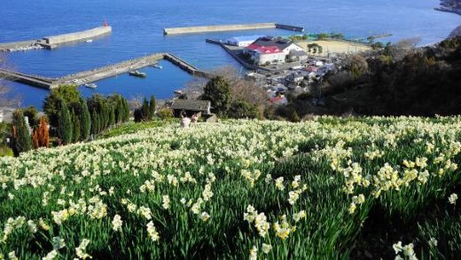 日本水仙花開道