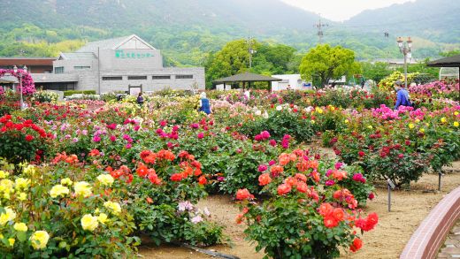 吉海バラ園
